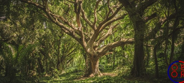 Les défis environnementaux de la BRI